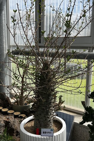 고양서 5~9일 선인장페스티벌…신품종·희귀종 다육식물 전시