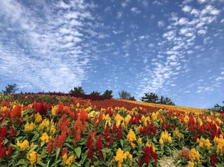 신안 병풍도, 1억만송이 맨드라미 붉게 물든다