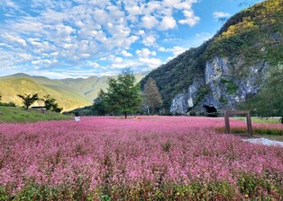 영월 동강 붉은 메밀꽃 활짝…8일 절정