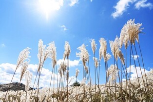 국민고향 정선, 몰려온 추석 관광객에 즐거운 비명