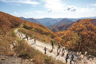'낙엽 가득' 강원랜드 단체의 숲, 100대 명품 숲 선정