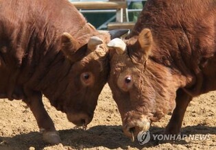 "전국 제일의 힘센 소 가리자" 4년 만에 보은서 한판승부