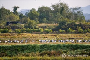'반가운 겨울 진객' 올해도 철원평야 찾은 재두루미 무리