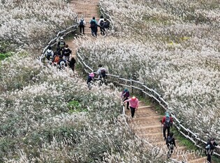 '출렁이는 은빛 물결'…가을옷 단장한 정선 민둥산 억새 군락