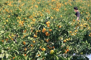 서귀포 감귤박물관서 내달 '귤림추색' 감귤아트전