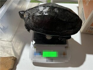 시장에서 발견된 천연기념물 '남생이'…불법 보관 상인 4명 송치