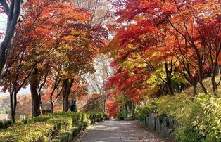 세종시 수목원 베어트리파크, 21일부터 16일간 단풍축제