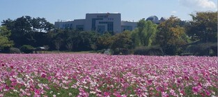 [픽! 해남] 코스모스 오색 물결, 공룡나라에 가을빛 물씬