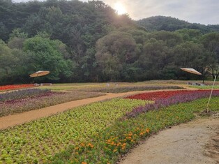 청주 상당산성 유휴부지에 14종 꽃길 조성