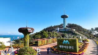 완도타워 국화로 물든다…20일부터 분재 등 전시
