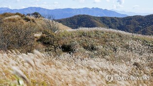 [픽! 장수] 은빛 물결 넘실대는 장안산 억새밭