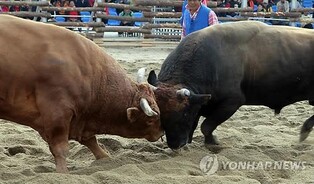 정읍 소 힘겨루기 대회 내년 예산 미편성…폐지 수순