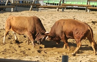 [픽! 보은] '으랏차차~' 흥미진진 황소들의 힘대결