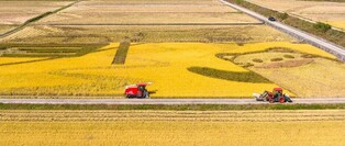 정선군, 가리왕산 국가정원 유치 기원 유색 벼 수확