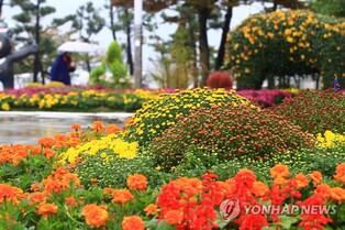 "가을 만끽하세요" 울산 북구청 광장서 올해 20년째 국화전시회