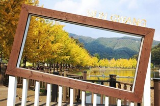 [픽! 괴산] 황금빛으로 물든 문광저수지 은행나무길