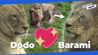 Rescued malnourished lion thriving, pairs up with lioness at new home