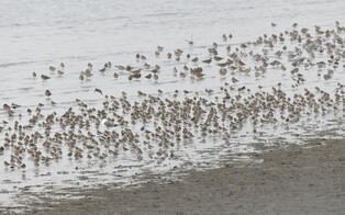 영국왕립조류보호협회, 세계자연유산 신안갯벌 찾는다