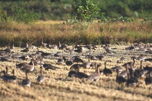 서산 천수만서 28∼29일 철새기행전…다양한 생태체험