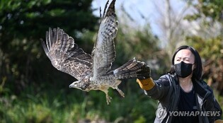 [사진톡톡] 탈진한 채 발견된 벌매, 치료 후 자연 품으로
