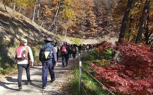 점점 붉어지는 단풍…내달 4일 '속리산 둘레길 걷기 축제'