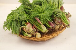 [재미있는 약초 이야기]⑮ 귀신을 쫓아내는 '음나무'(끝)