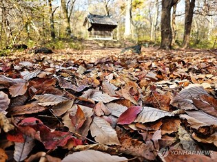 [픽! 원주] '신의 숲' 성황림에 깃든 만추의 가을빛