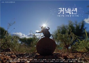 9개국서 담아낸 다양한 생명의 모습…EBS 다큐 '커넥션'