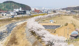 "더 안전하고 멋진 벚꽃 명소로"…원주천 벚꽃길 탈바꿈한다