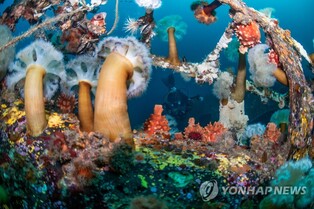 동해안 바닷속에는 볼거리가 없다?…'해중공원'은 달라