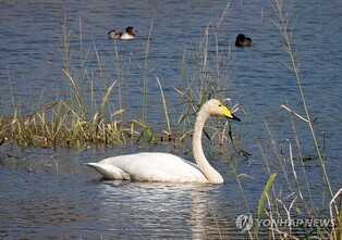 전국에 겨울철새 98만마리…지난달보다 38만마리 늘어