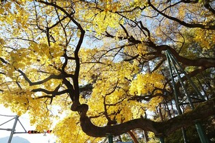 [사진톡톡] 샛노란 잎 무성한 천연기념물 '창원 신방리 음나무군'