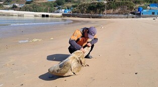 신안 흑산 하태도 해변서 고래 뼈 2점 발견