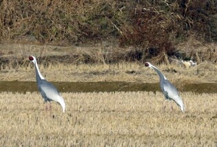 올해도 김포 찾은 천연기념물 재두루미…"서식지 보전"