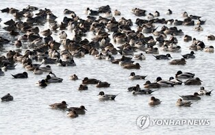 낙동강 하류 철새도래지 보호구역 축소 재추진