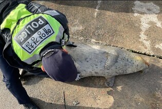 진도 해역서 천연기념물 '점박이물범' 사체 발견