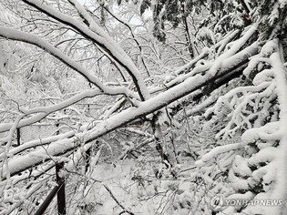 폭설·한파에 나무 쓰러져…인제 자작나무숲 탐방 통제