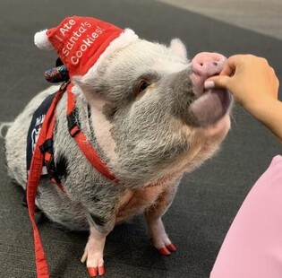 [여행소식] 샌프란시스코 공항 "비행 불안 느끼면 동물 안아보세요"