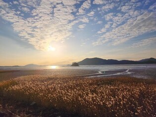 [imazine] 갈대가 있는 풍경 ② 생명력 가득한 순천만