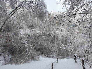 산림청, 폭설로 휘어진 '인제 자작나무숲' 탐방 통제