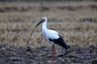 울산서 천연기념물 황새 6년 만에 발견…시베리아 야생 추정