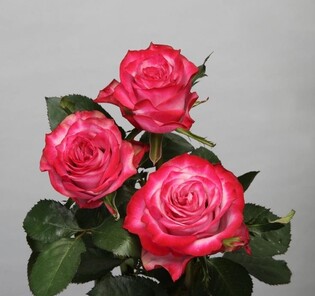 신안 퍼플섬, 보라색 장미 '딥퍼플'로 물든다