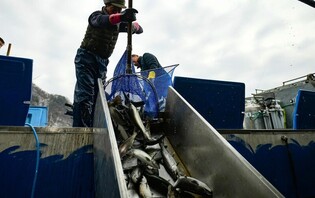 화천산천어축제 개막 앞두고 전국 산천어 160t 이송·축양 한창