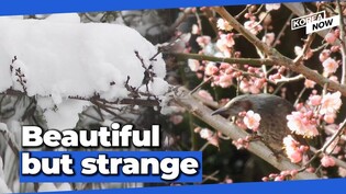 Spring flowers bloom amid heavy snowfall