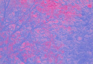 광주 롯데갤러리, 박현진 사진전 'ROMANCE 로망스'