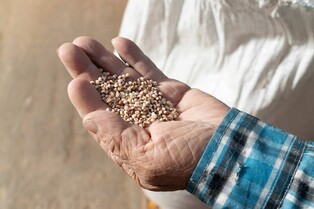배고프던 그 시절, 쌀이 포대째…이제는 추억이 된 정미소