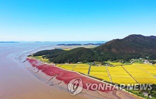 [인천소식] 석모도 '칠면초 해안 산책로' 10일부터 개방