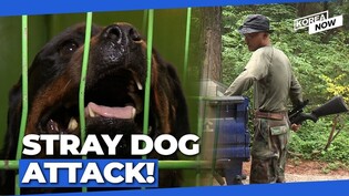 Seoul declares war on human-attacking stray dogs