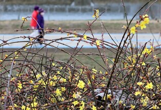 온화한 날씨에 나들이객 야외로…천변·산에서 이른 꽃구경