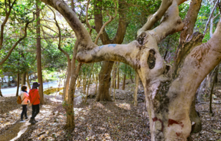 [Yonhap Imagine] The Long Spring of Nine Forests... Sipri Forest Trail